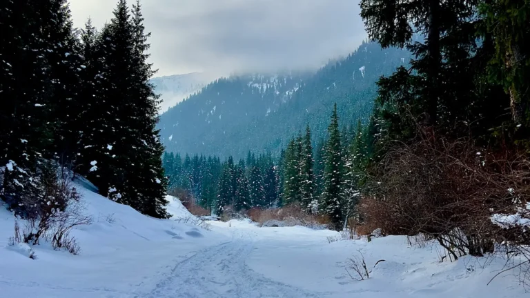 Winter scene of Karakol gorge with snow-covered path and pine trees under a cloudy sky in Kyrgyzstan.