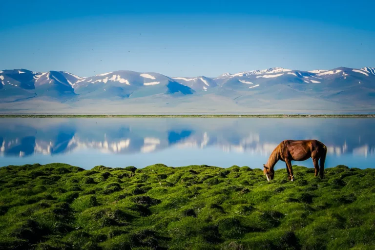 Horse Grazing in Song Kul Lake